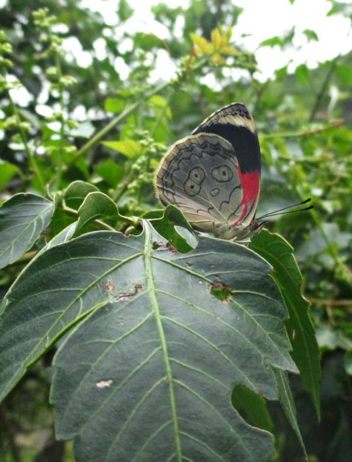 Rumi Wilco Ecolodge & Nature Reserve-Cabanas & Camping Vilcabamba Exterior foto