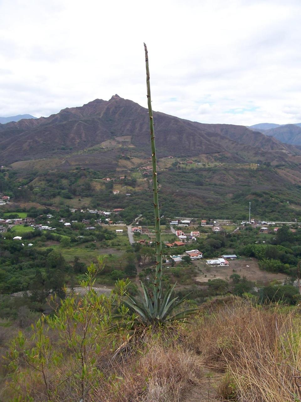Rumi Wilco Ecolodge & Nature Reserve-Cabanas & Camping Vilcabamba Exterior foto